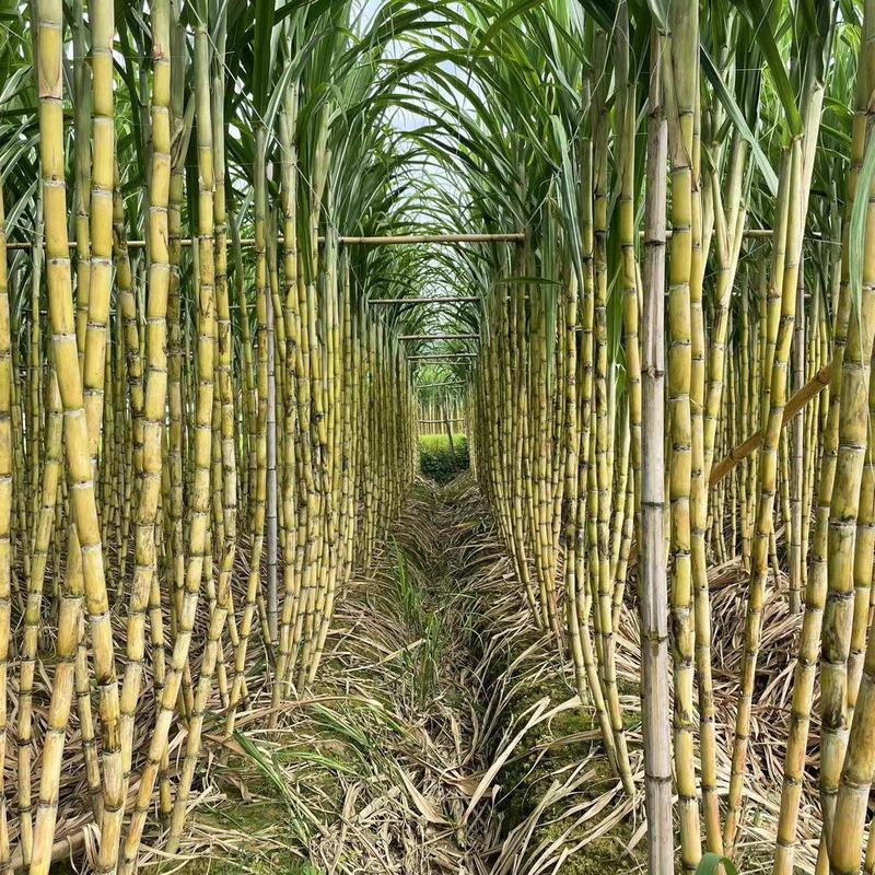 黄皮甘蔗大量供应对接全国市场欢迎咨询