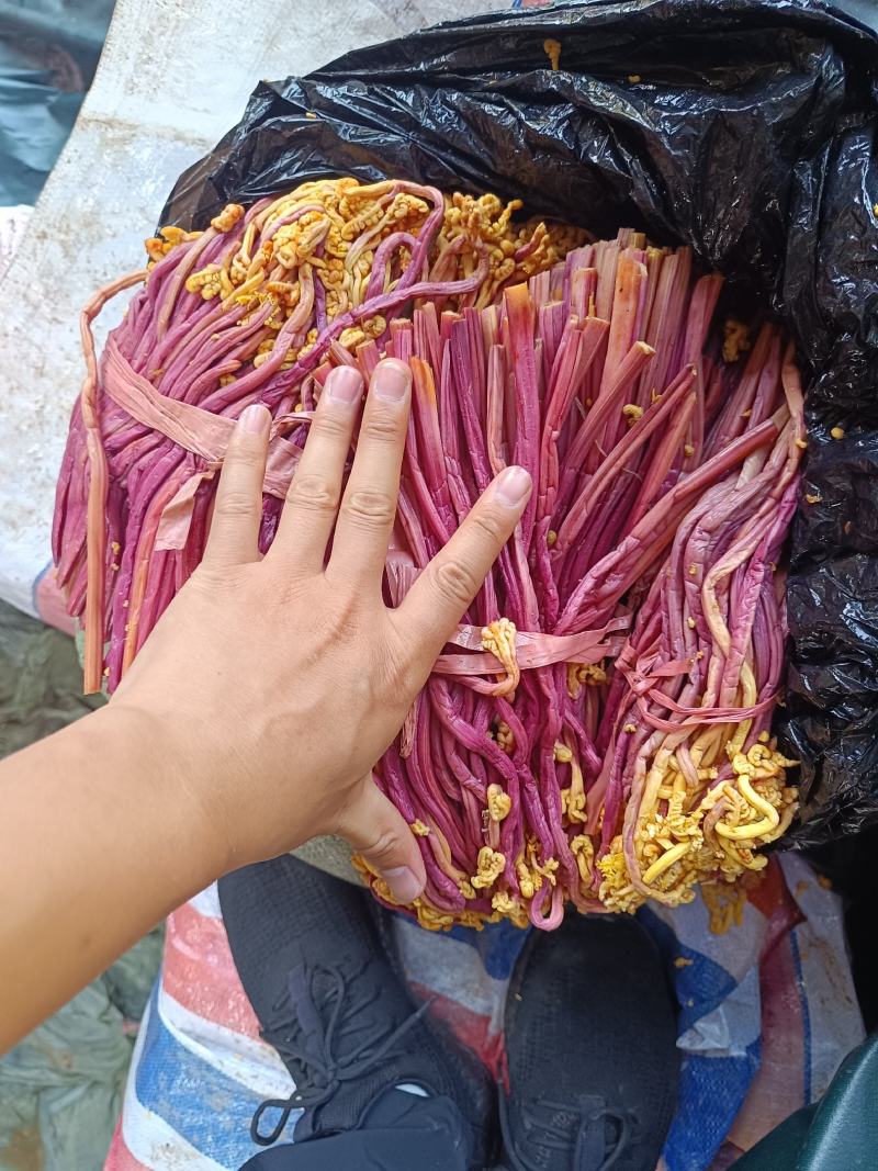 蕨菜产地直销，量大从优欢迎电话联系可以长期合作