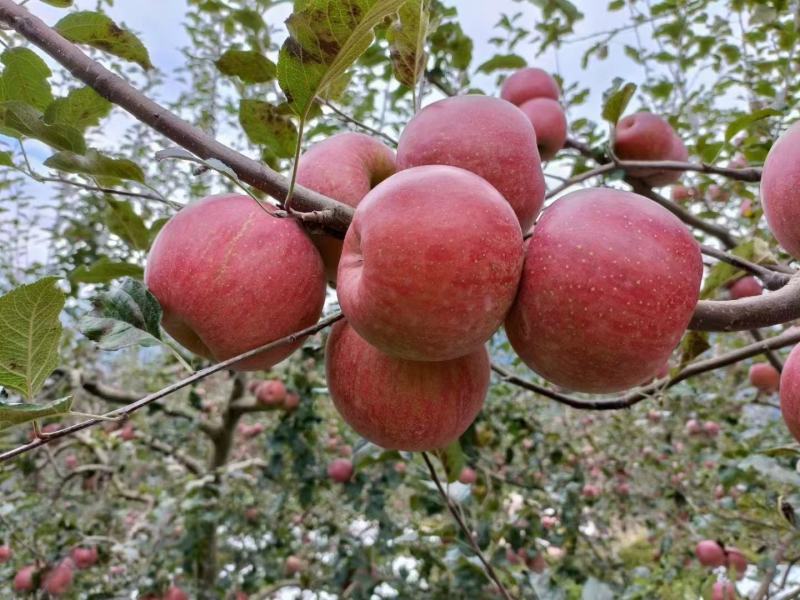 【丑苹果】冰糖心丑苹果，产地直发，品质保证，对接全国市场