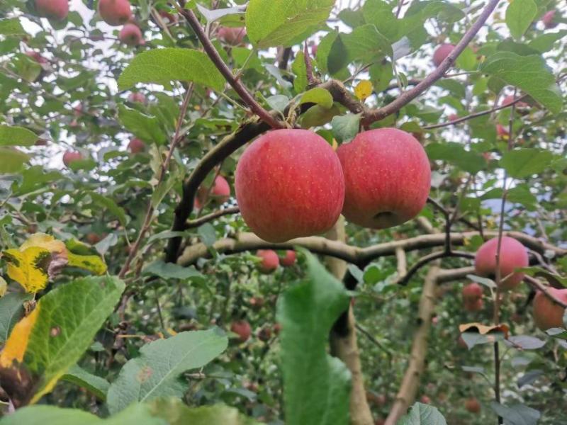 【丑苹果】冰糖心丑苹果，产地直发，品质保证，对接全国市场