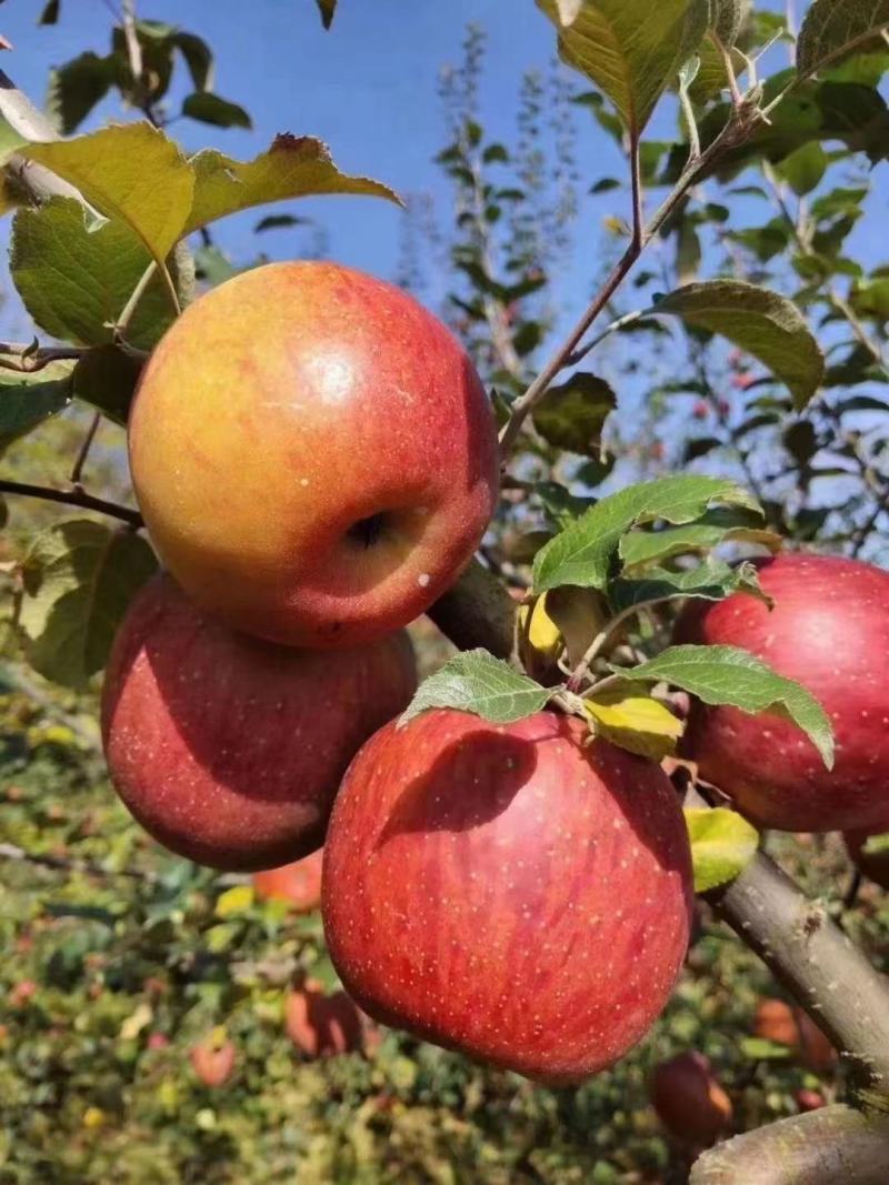 【丑苹果】冰糖心丑苹果，产地直发，品质保证，对接全国市场