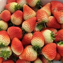中牟鲜草莓