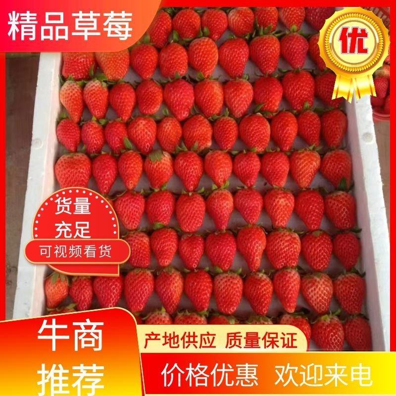 常年代办【天仙醉草莓】口感好硬度高规格齐全服务周到价格优