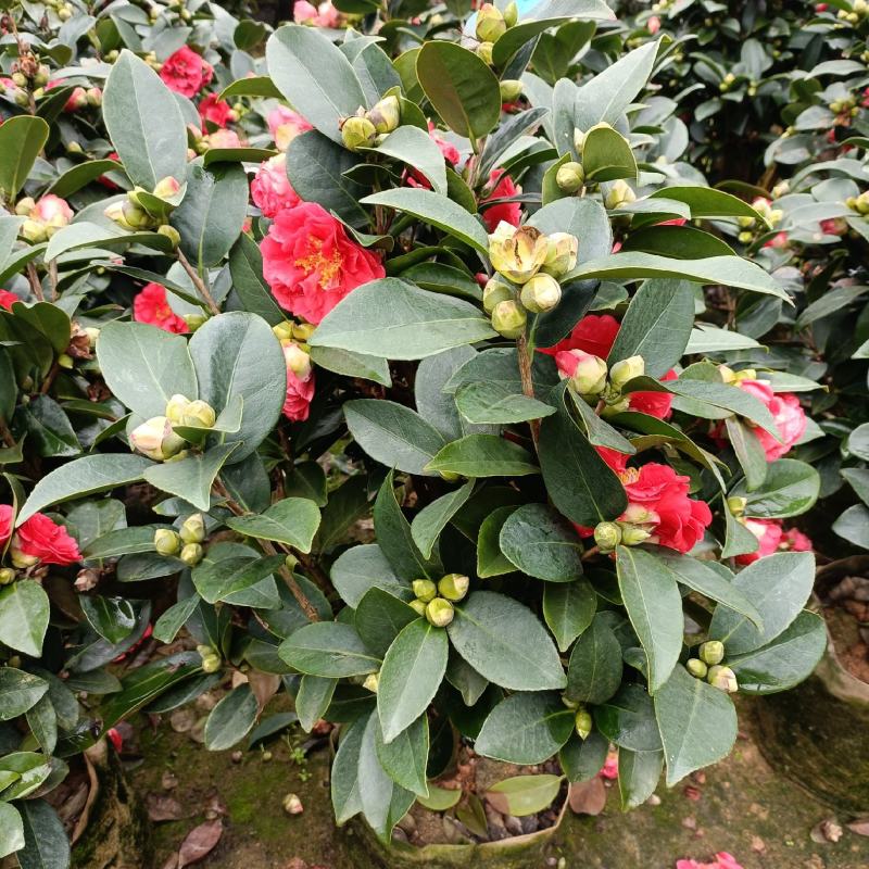 四季茶花