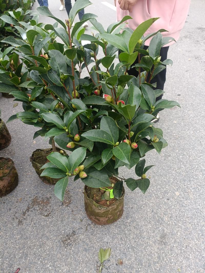 四季茶花