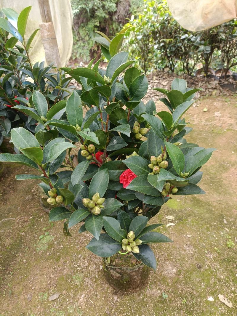 四季茶花