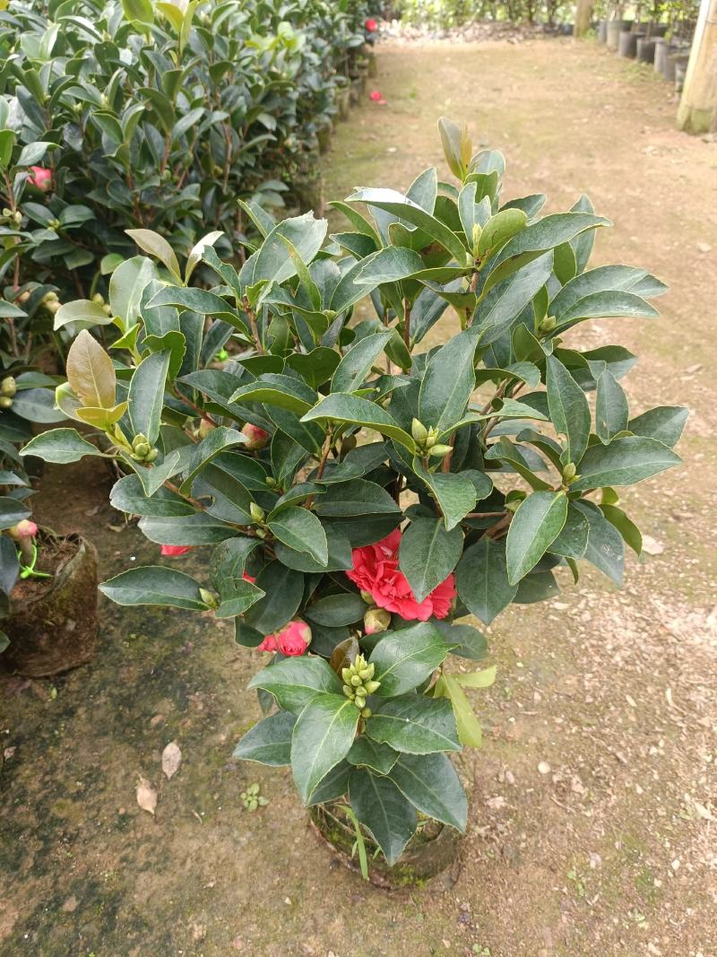 四季茶花