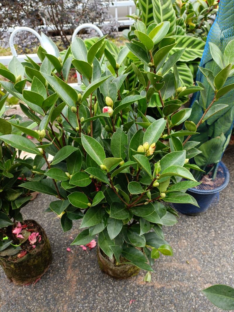 四季茶花