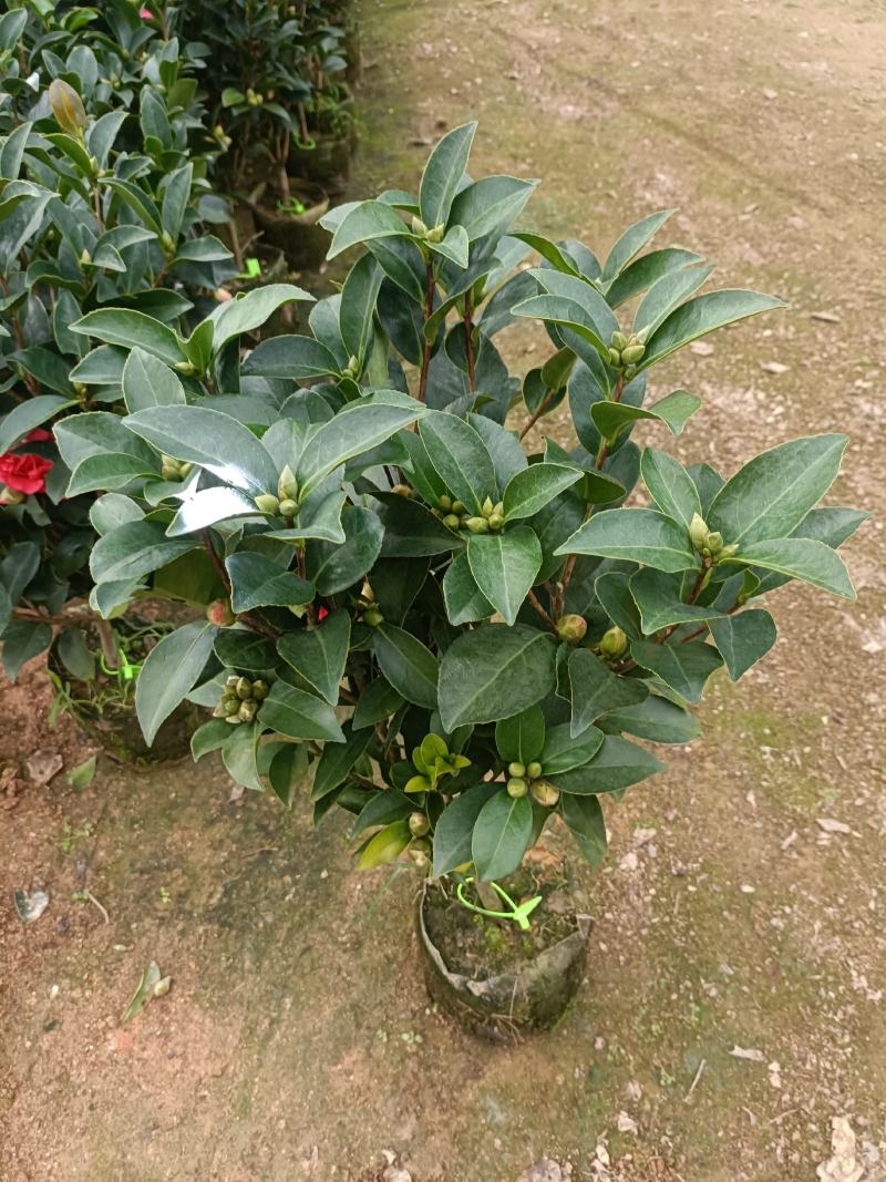 四季茶花