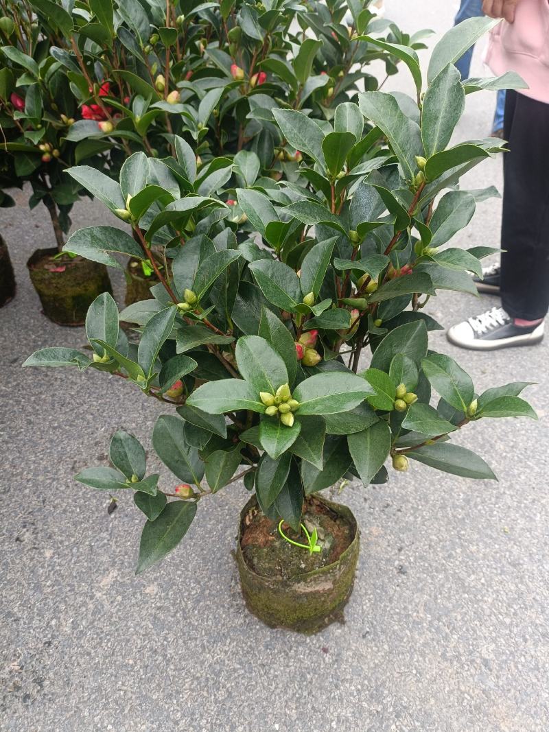 四季茶花