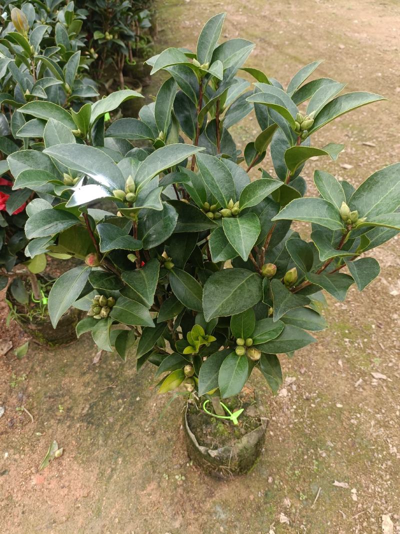 四季茶花