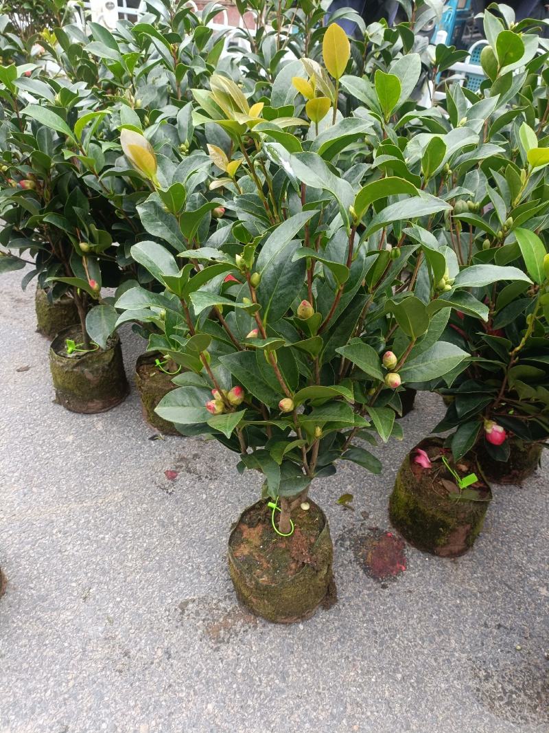四季茶花