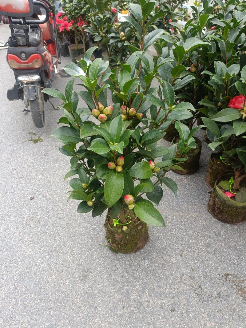 四季茶花
