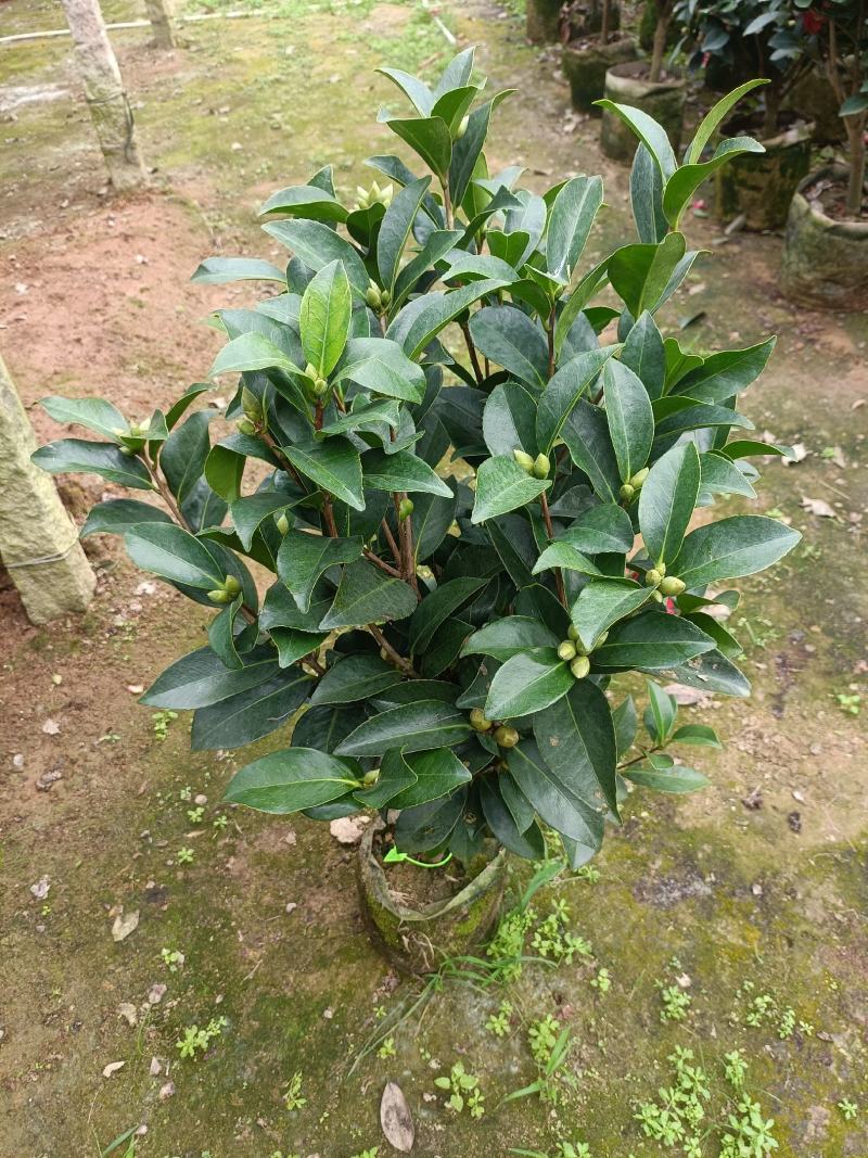四季茶花