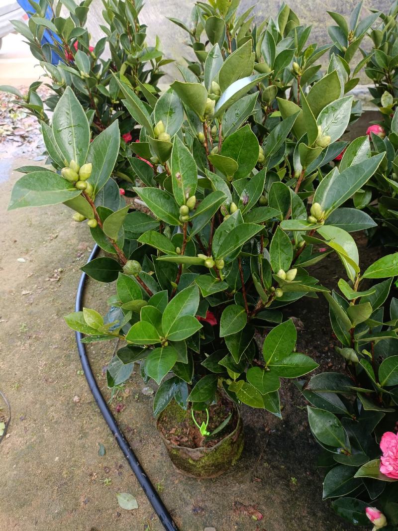 四季茶花