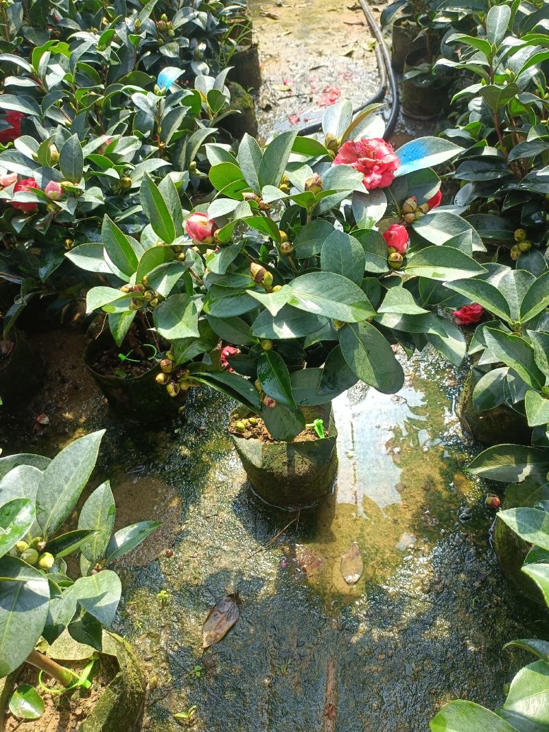四季茶花