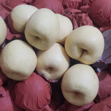 【蒲城酥梨】/陕西薄皮甜贡梨/面白肉无渣/代发全国…