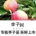 果园直发新品种李子树苗法兰西梅李/西梅女神李包品种成活率