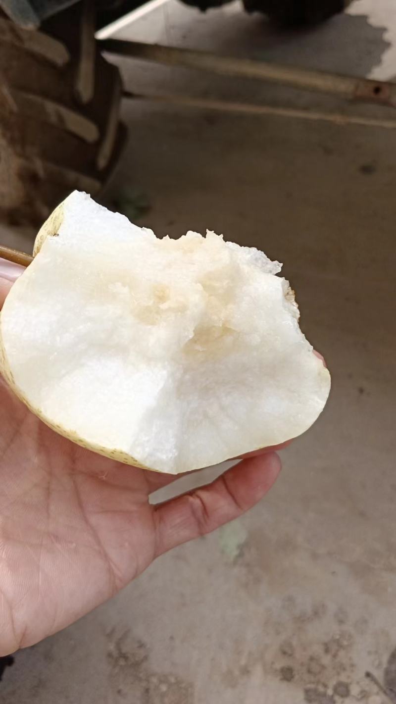 【蒲城酥梨】/陕西薄皮甜贡梨/面白肉无渣/代发全国…
