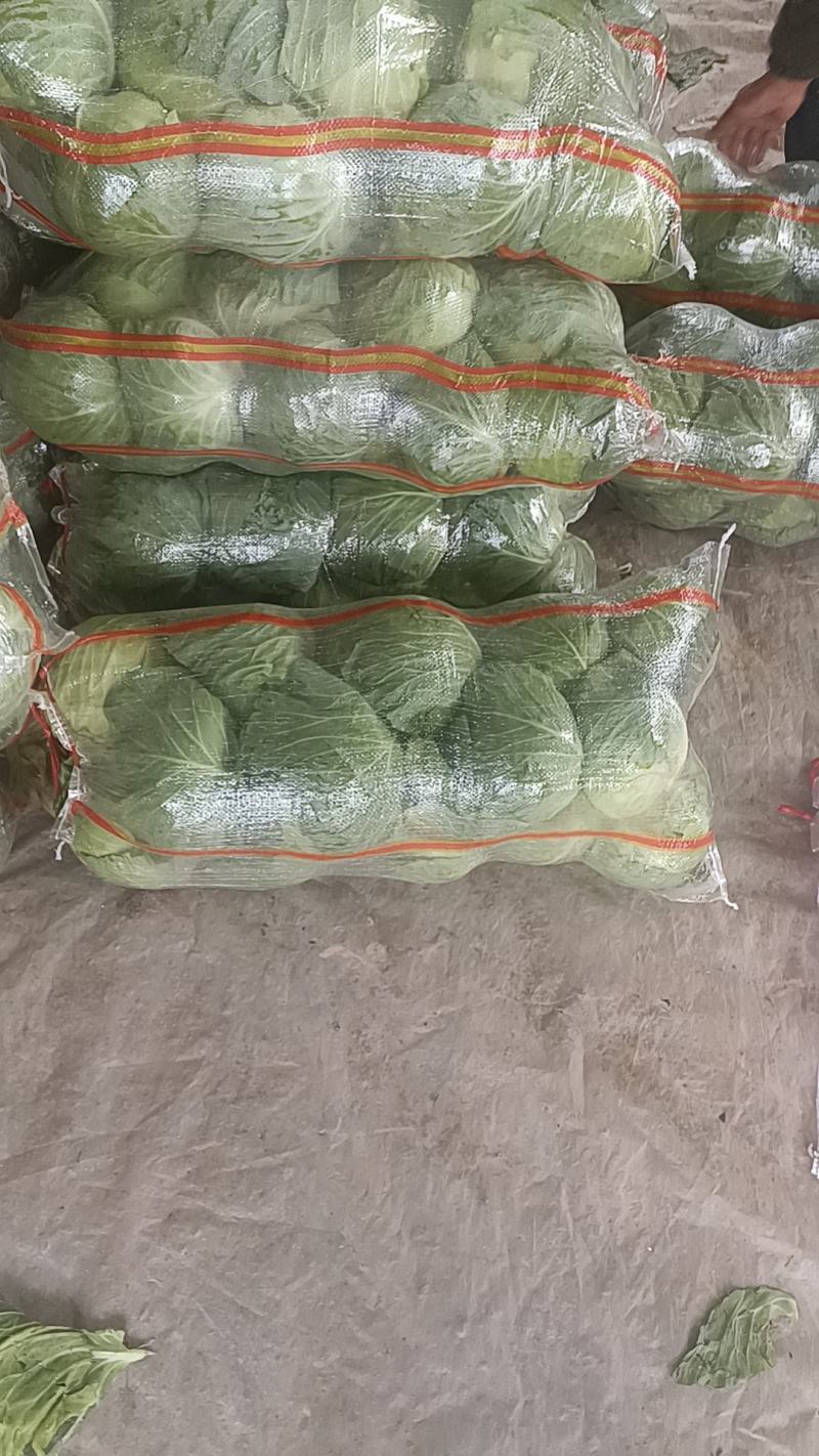 保定清苑供应甘蓝。质量保证，无烧心，无黑点