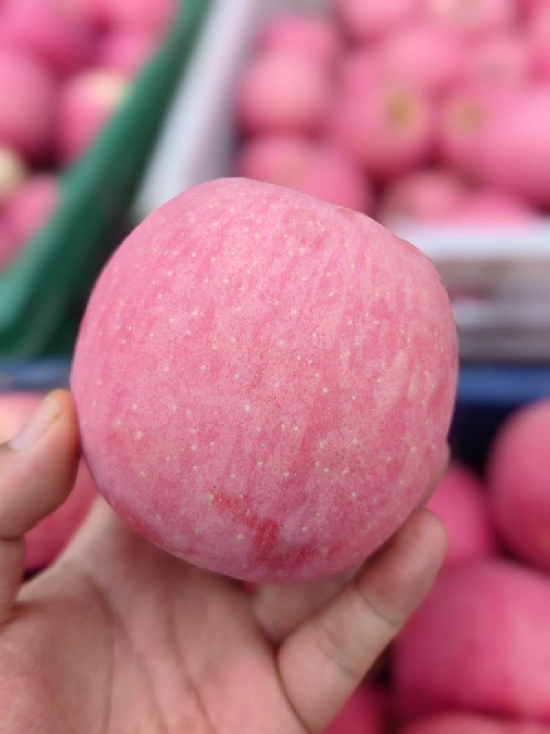 宝鸡红富士精品上市