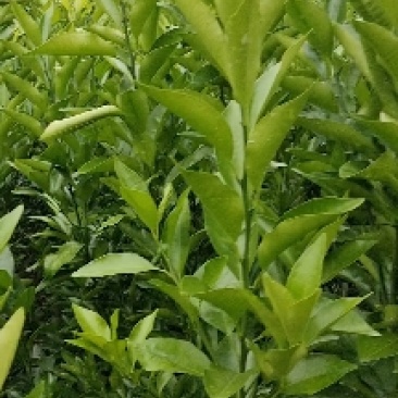 香橙头沃柑杯苗两年苗！地径0.8至两公分左右！苗子清秀。