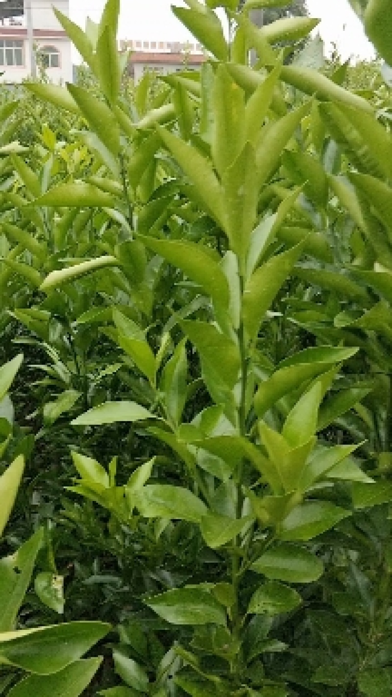 香橙头沃柑杯苗两年苗！地径0.8至两公分左右！苗子清秀。