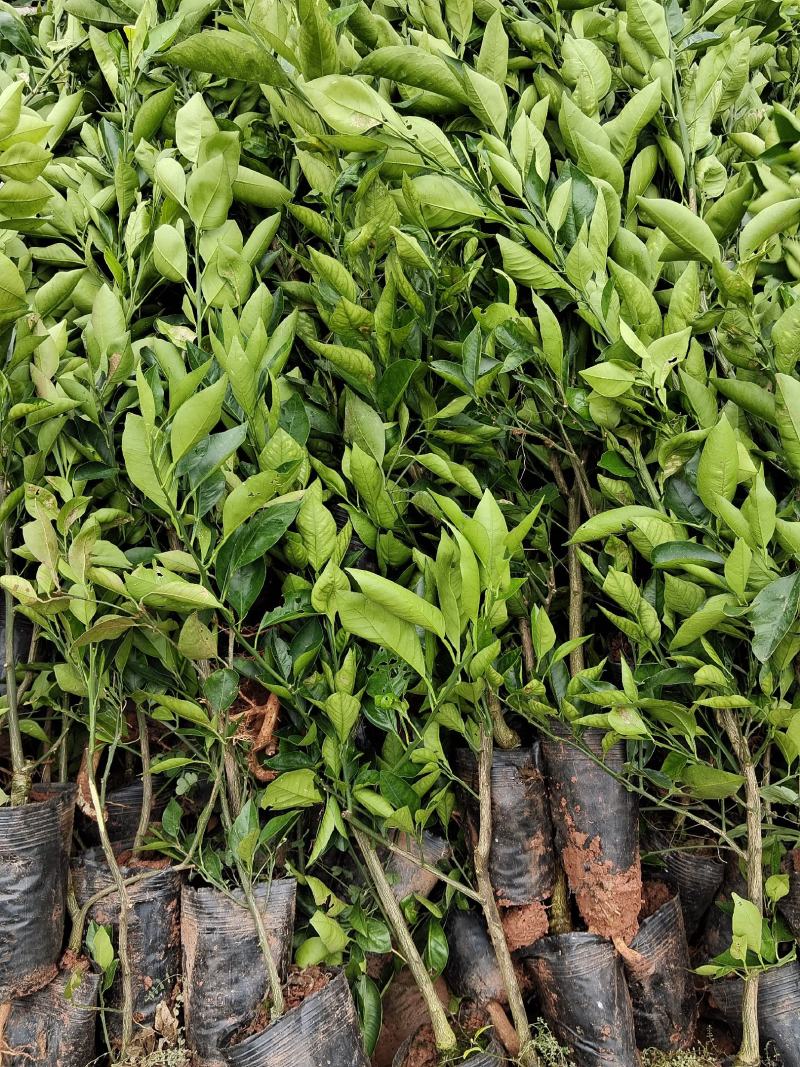 香橙头沃柑杯苗两年苗！地径0.8至两公分左右！苗子清秀。