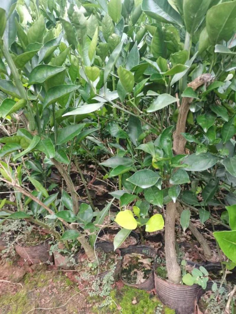 香橙头沃柑杯苗两年苗！地径0.8至两公分左右！苗子清秀。