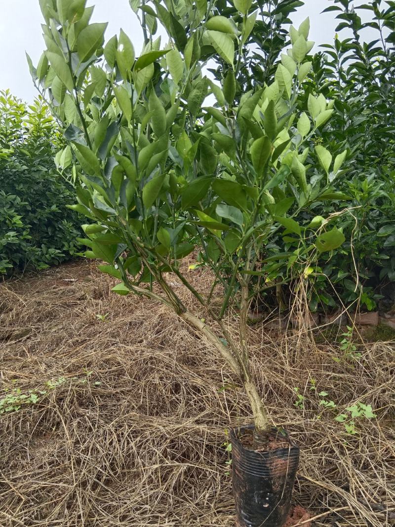 香橙头沃柑杯苗两年苗！地径0.8至两公分左右！苗子清秀。