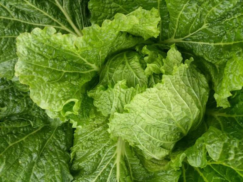 精品白菜货源充足北京3号菜货源充足量大从优欢迎咨询