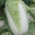 精品白菜货源充足北京3号菜货源充足量大从优欢迎咨询
