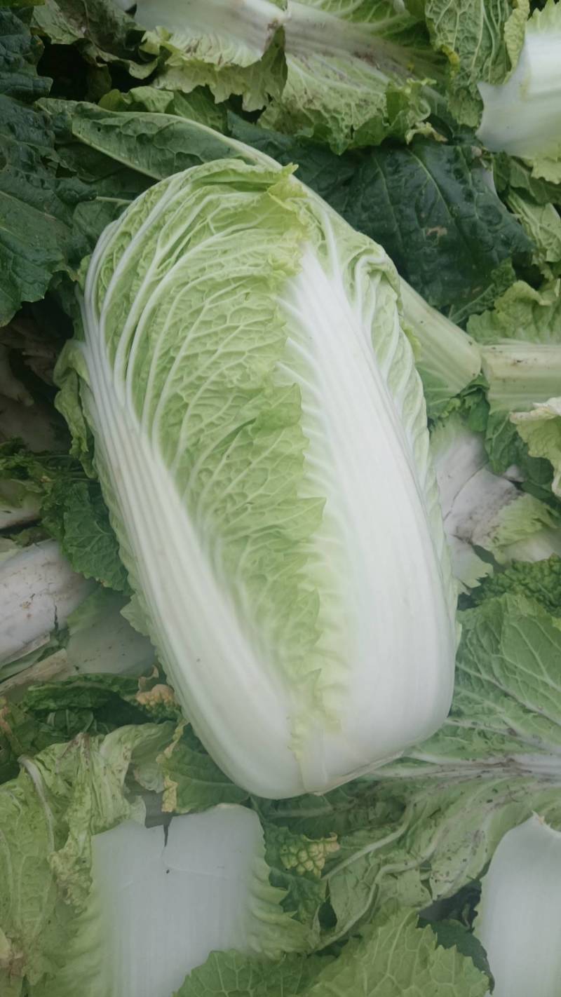 精品白菜货源充足北京3号菜货源充足量大从优欢迎咨询