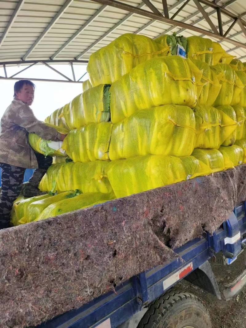 精品白菜货源充足北京3号菜货源充足量大从优欢迎咨询