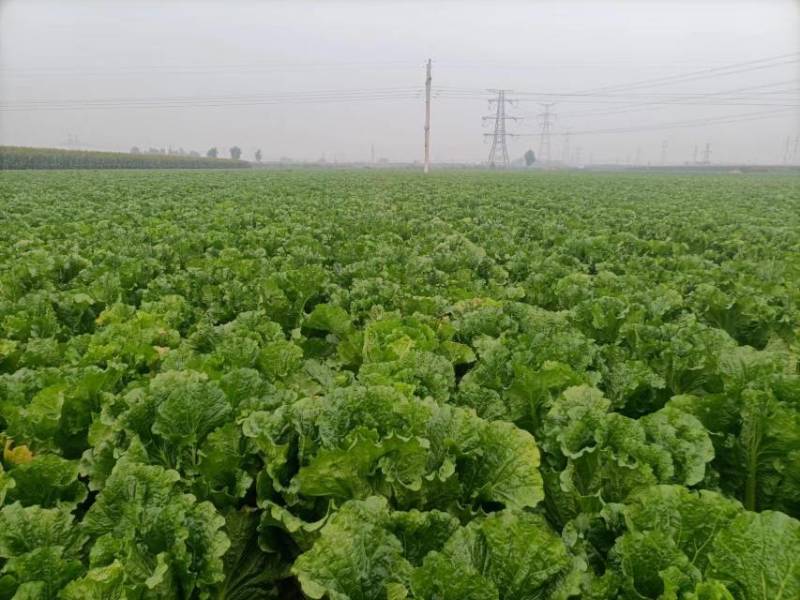 精品白菜货源充足北京3号菜货源充足量大从优欢迎咨询