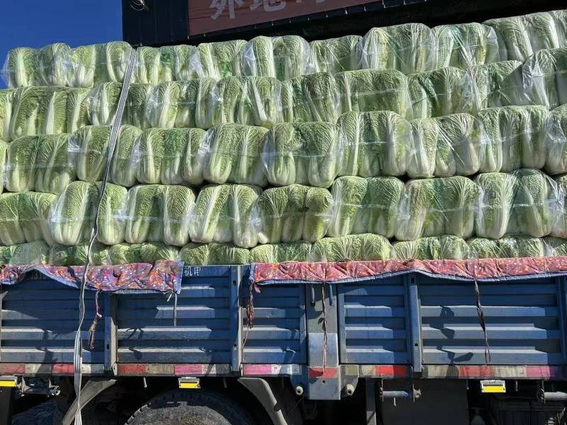 精品白菜货源充足北京3号菜货源充足量大从优欢迎咨询