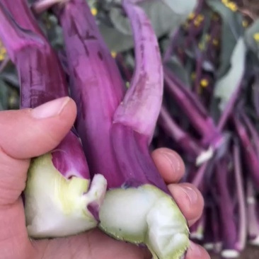 正宗的洪山菜苔基地产出最正宗的洪山菜苔，保证是有机肥料