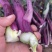 正宗的洪山菜苔基地产出最正宗的洪山菜苔，保证是有机肥料