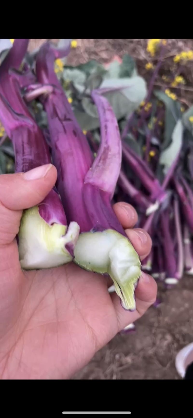 正宗的洪山菜苔基地产出最正宗的洪山菜苔，保证是有机肥料