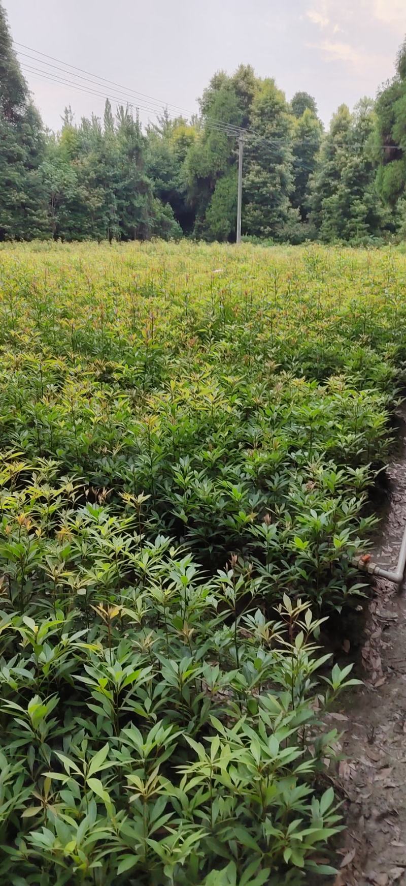 金丝楠木（细叶桢楠）