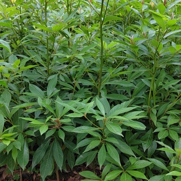 金丝楠木（细叶桢楠）
