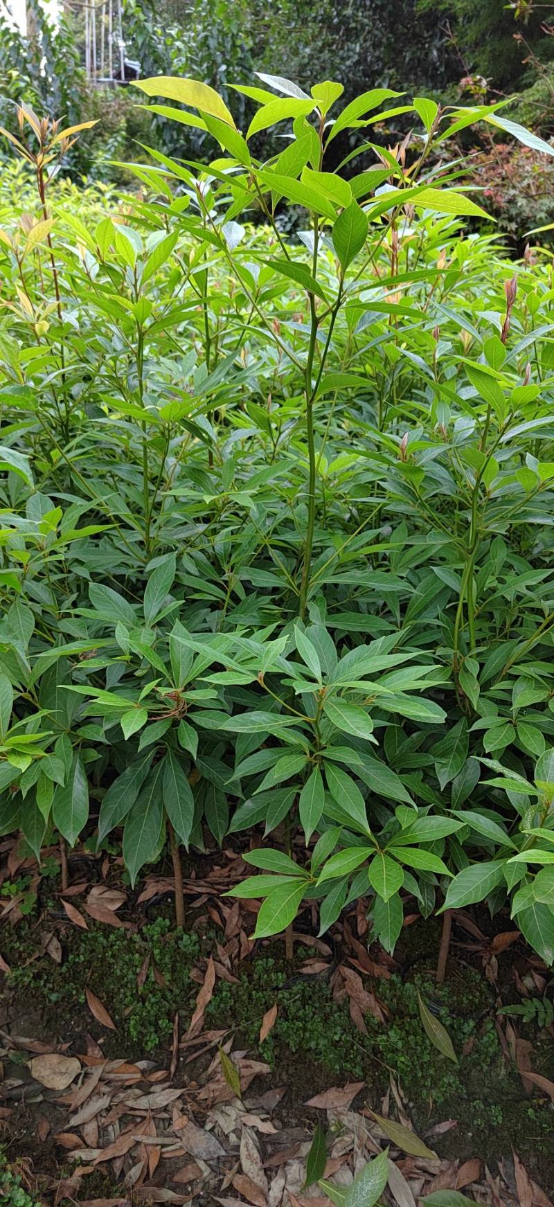 金丝楠木（细叶桢楠）