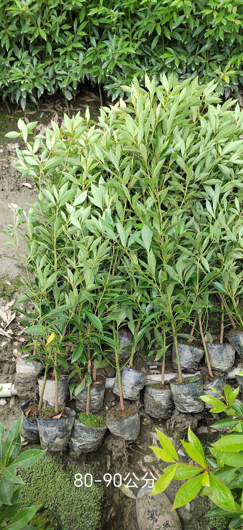 金丝楠木（细叶桢楠）