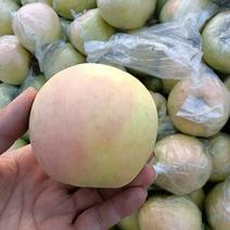 现货供应2023年日本青森水蜜桃苹果，纯甜、不酸、多汁。