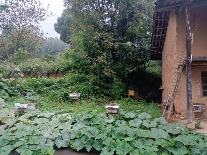 一位身穿防护服的蜂农正在林区蜂场操作摇蜜机,木质蜂箱整齐排列在草地上,周围环绕着盛开的椴树,不锈钢桶中流出金黄色的椴树蜂蜜,画面充满自然与劳作的气息 蜂农采收椴树蜂蜜现场