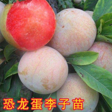 果园直发李子树苗新品种恐龙蛋李黑霸王李黑布林脆红李