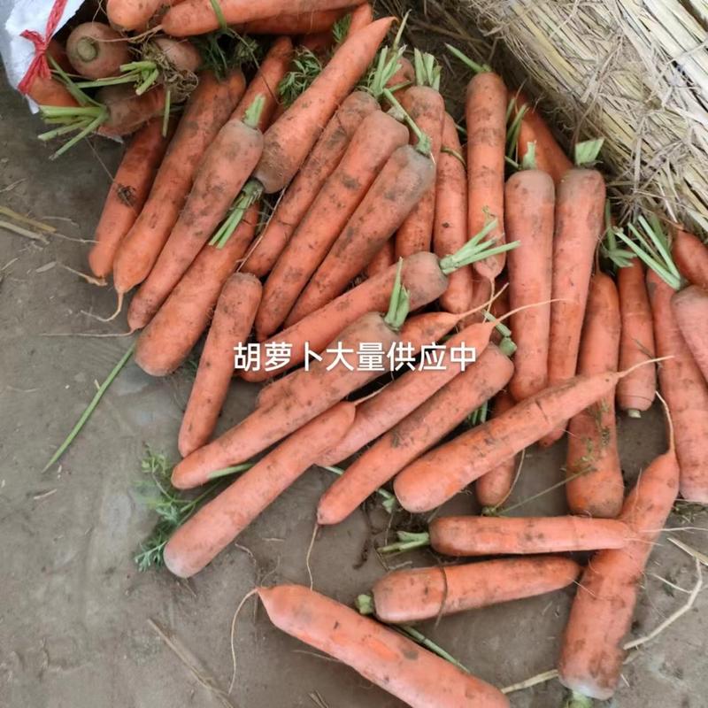 山东泰安肥城胡萝卜大量供应欢迎订货