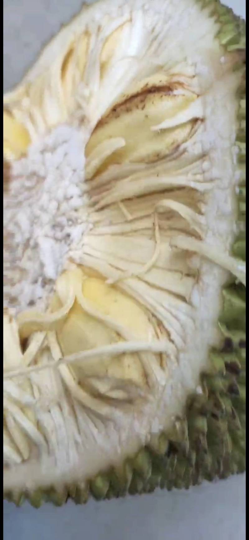 海南菠萝蜜