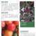 果园直发李子树苗新品种恐龙蛋李黑霸王李黑布林脆红李