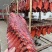 云南麻辣小香猪排一手工厂餐饮净菜食品供应摆摊展会